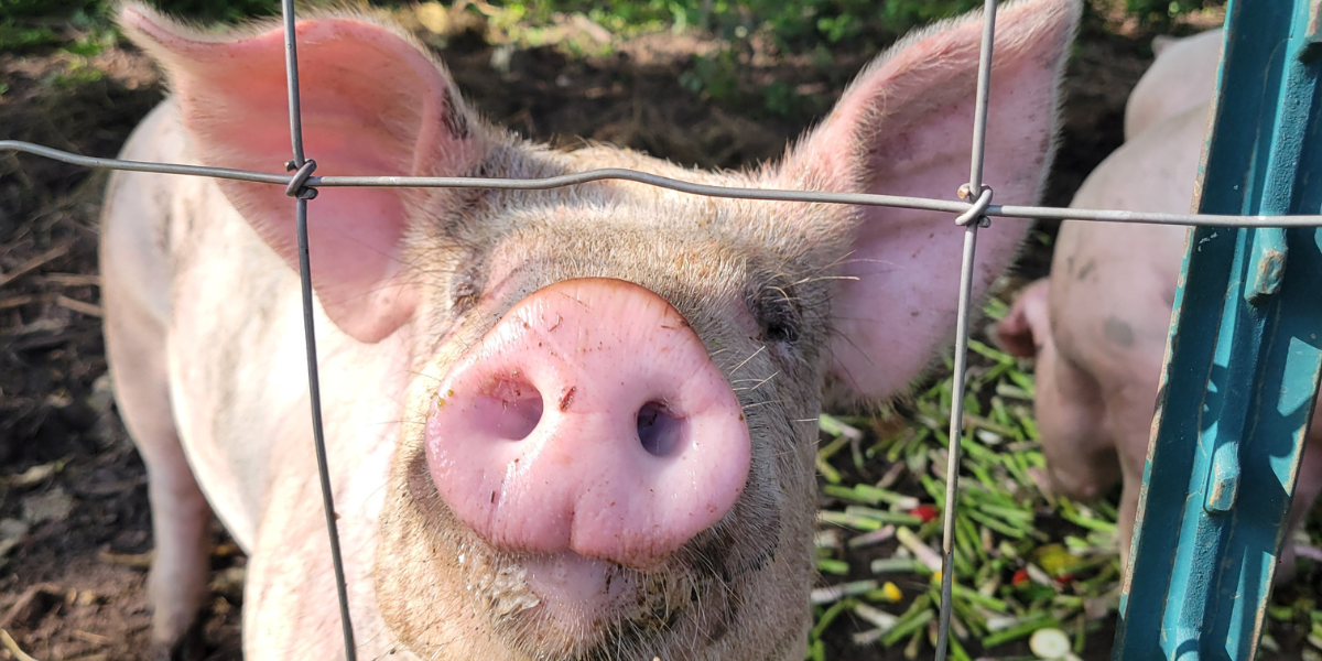 All Occasions Catering | Milwaukee, WI | Sustainability All Occasions Catering | Milwaukee, WI | Sustainability