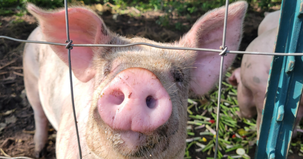 All Occasions Catering | Milwaukee, WI | Sustainability