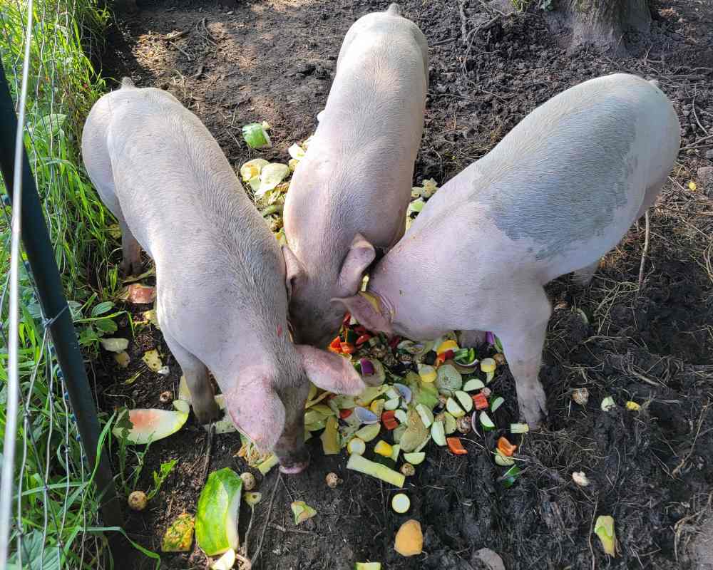 Simple Ways You Can Practice Sustainability Every Day All Occasion Catering - All Occasions Catering Simple Ways You Can Practice Sustainability Every Day - All Occasion Catering
