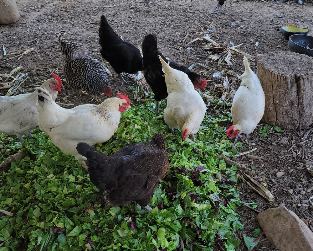 All Occasions Catering | Milwaukee, WI | Sustainability